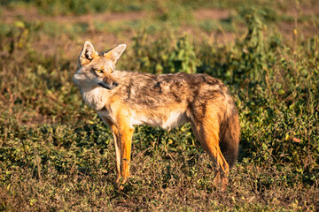 Jackal Looking Back Over Shoulder, Serengeti Tanzania