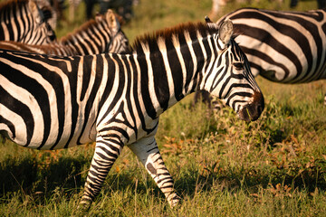 Zebras in Profile, Serengeti Tanzania