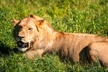 Lion Resting in Grass, Serengeti Tanzania