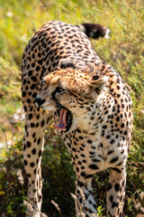 Yawning Cheetah, Serengeti Tanzania