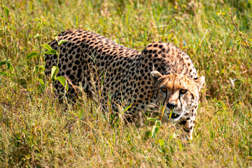 Obraz premium Cheetah Hunting in the Grass, Serengeti Tanzania