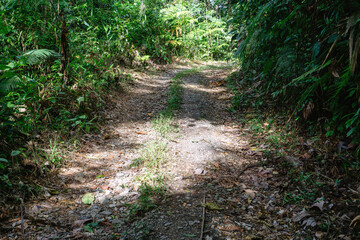 Forest Dirt Road Under Sunlight