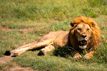 Resting Lion Baring Teeth, Serengeti Tanzania