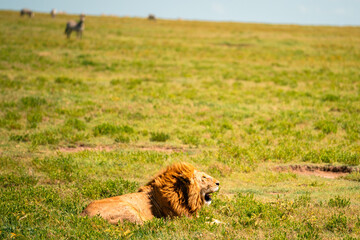 Lion Enjoying a Breeze, Serengeti Tanzania