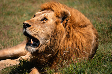 Lion Looking Up At Sky, Serengeti National Park Tanzania