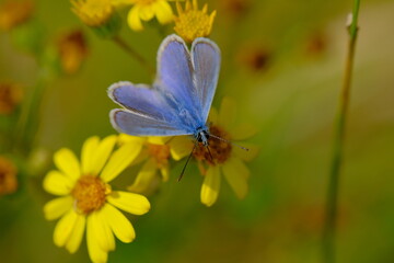 Close-up of blue butterfly on yellow wildflower