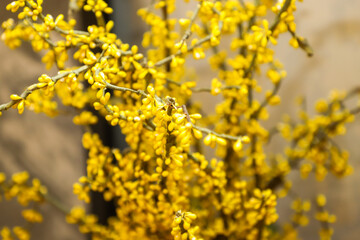 Yellow Floral Background