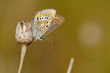 Close-up of a female blue butterfly sitting on a dried plant 