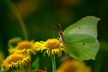 Brimstone butterfly