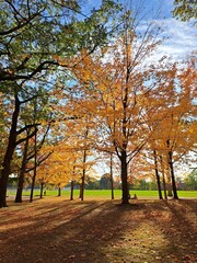 Fototapeta premium autumn in the park