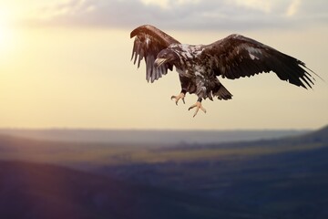 Action photography of  wild Golden Eagle