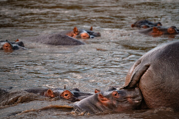 Fototapeta premium Baby Hippo Following Mother's Rear, Serengeti Tanzania