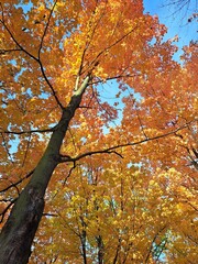 autumn tree