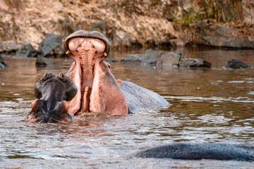 Fototapeta premium Two Hippos Showing Teeth, Serengeti Tanzania