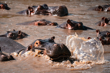 Hippo Chomping Water, Serengeti Tanzania