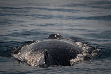 Humpback Whale in the Gulf of Maine