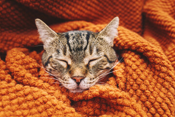 Cute tabby cat sleeping wrapped in wool orange blanket. Fall mood, autumn vibes. Thanksgiving day.