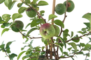 Fruits of Chaenomeles japonica, called the Japanese quince or Maule's quince, native to Japan, ornamental plant with edible fruits, on white background