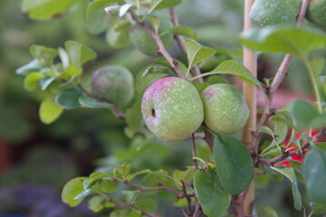 Fruits of Chaenomeles japonica, called the Japanese quince or Maule's quince, native to Japan, ornamental plant with edible fruits