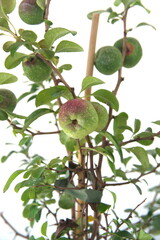 Fruits of Chaenomeles japonica, called the Japanese quince or Maule's quince, native to Japan, ornamental plant with edible fruits, on white background