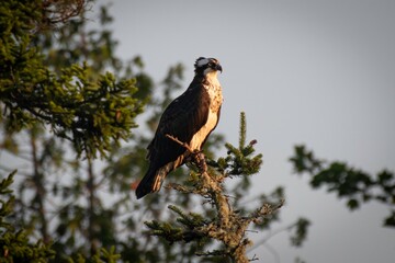 Osprey in Maine