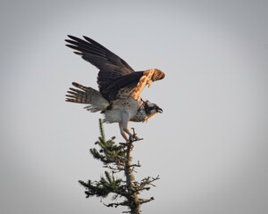 Osprey in Maine