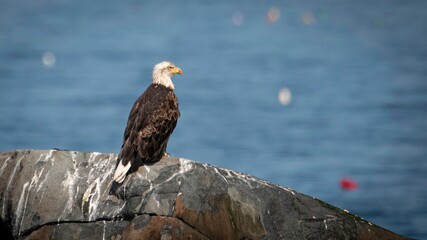 Bald Eagle in Maine