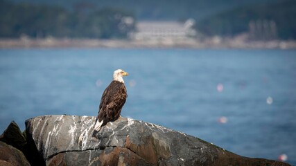 Bald Eagle in Maine