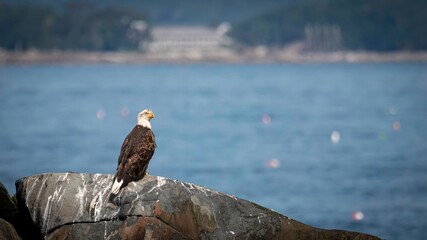 Bald Eagle in Maine