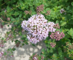 Obraz premium Bouquet of Origanum vulgare, Oregano, sweet marjoram, wild marjoram