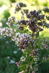 Bouquet of Origanum vulgare, Oregano, sweet marjoram,  wild marjoram
