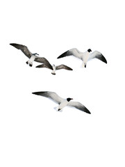 Obraz premium seagull PNG, flying seagull PNG, seagull isolated on white transparent background
