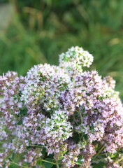 Bouquet of Origanum vulgare, Oregano, sweet marjoram,  wild marjoram