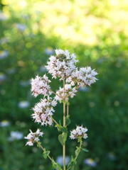Bouquet of Origanum vulgare, Oregano, sweet marjoram,  wild marjoram