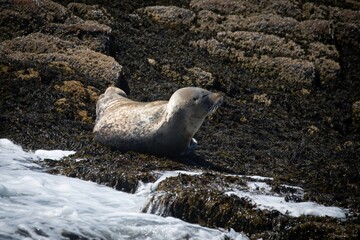 Seals in Gulf of Maine