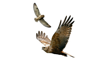 falcon png. falcon isolated on white transparent background