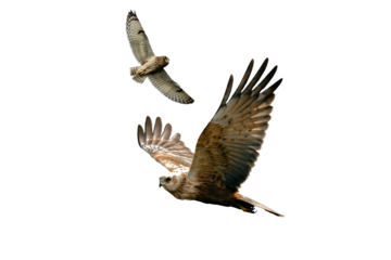 falcon png. falcon isolated on white transparent background