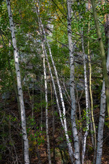 Forest trees. Nature green wood sunlight backgrounds. Travel concept. High quality photo.