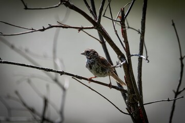Song Sparrow in Acadia National Park
