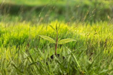Young green plant springing out of the soil
