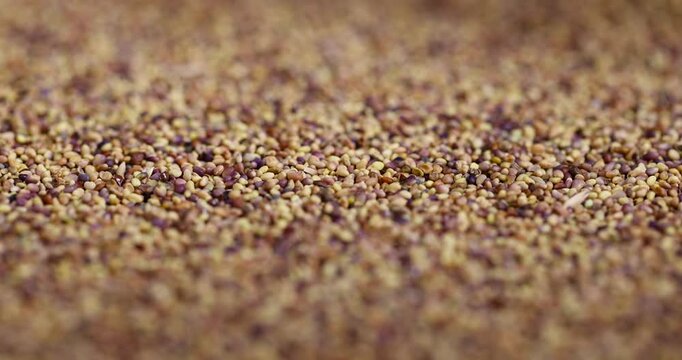 clover seeds for growing in fields, a large number of clover seeds for landscaping or forage in animal husbandry