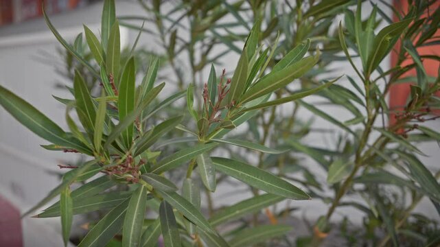 Murcia, spain outdoor olive tree olea europaea plant leaves close-up with soft-focus background