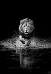 lion qui court sur une étendue d'eau - noir et blanc - fond noir