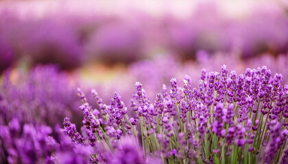 Lavender field