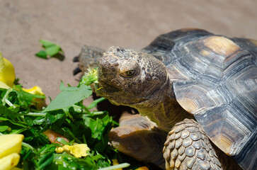 Cute Desert Tortoise Eating