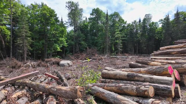 Wood piles of cut pine and spruce trees. Logged trees from the wild forest for business timber industry. Canadian lumber subjected to United States tariffs. Rows of tree logs at the lumber sawmill