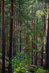 Forest trees. Nature green wood sunlight backgrounds. Travel concept. High quality photo.