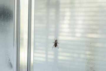 A cockroach walking across a shower screen in a bathroom