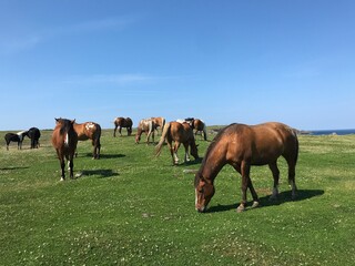 horses on the meadow grazing