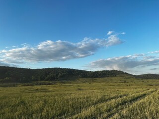 Obraz premium field of wheat